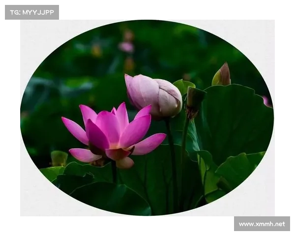 江苏淮安楚秀园荷花盛夏绽放美景如画吸引游客纷至沓来 江苏淮安楚秀园荷花盛夏绽放美景如画吸引游客纷至沓来