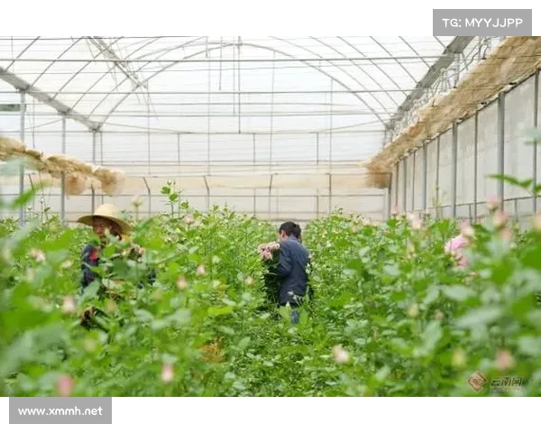 云南鲜花跨越万里绽放哈萨克斯坦 中亚迎来花卉产业新机遇 云南鲜花跨越万里绽放哈萨克斯坦 中亚迎来花卉产业新机遇